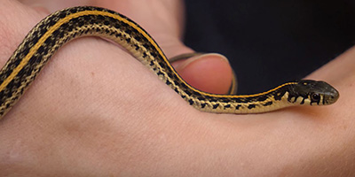 Sacramento snake